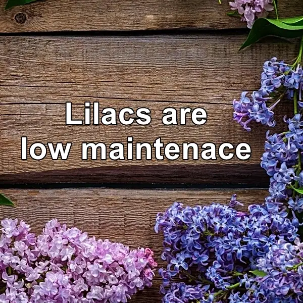 best low maintenance lilacs guide