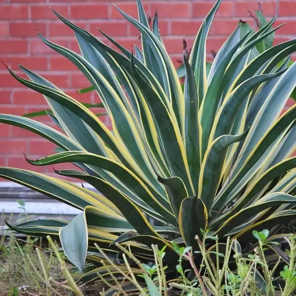 where can you buy a snake plant