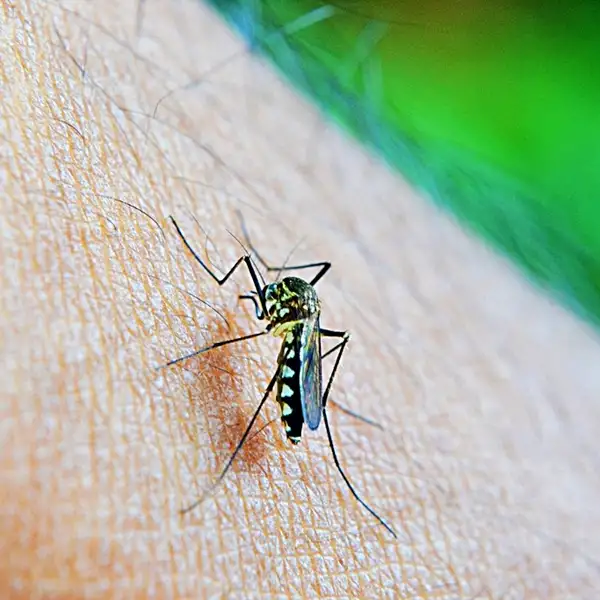 best plants to keep mosquitoes away