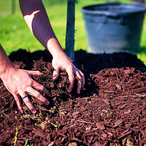 best soil for tulips and mulching