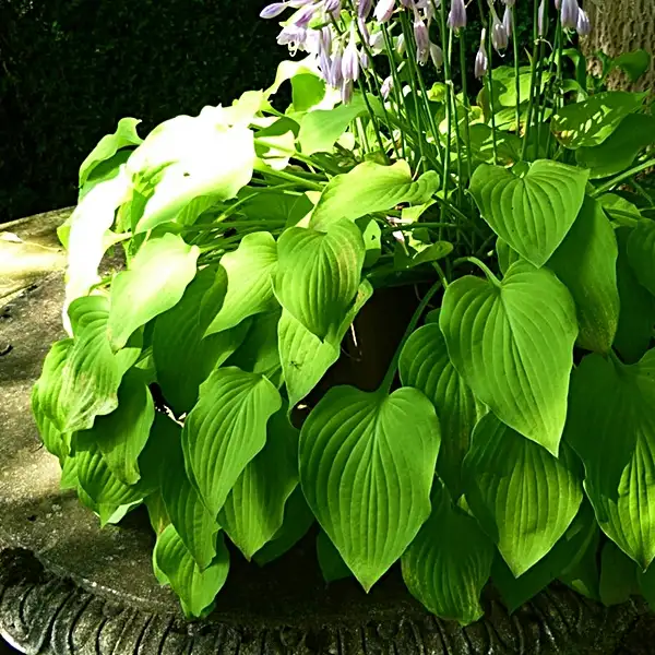 best time to divide a hosta plant