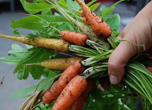 best time to harvest carrots