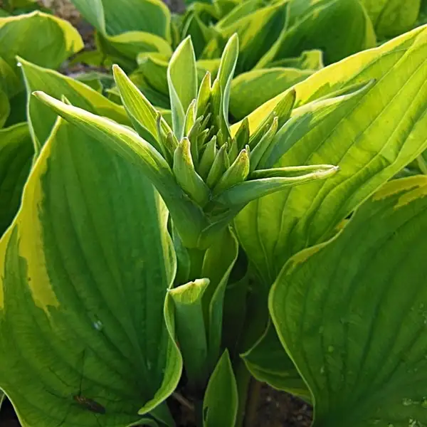 best time to plant hosta plants