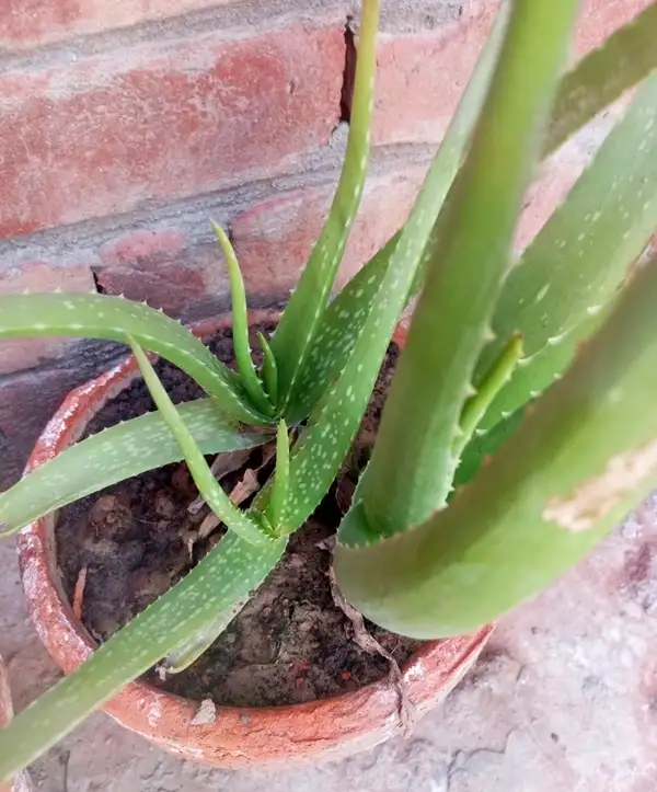 best water guide for aloe vera plants