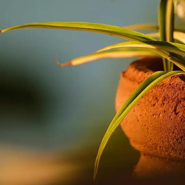 best way to propagate spider plant