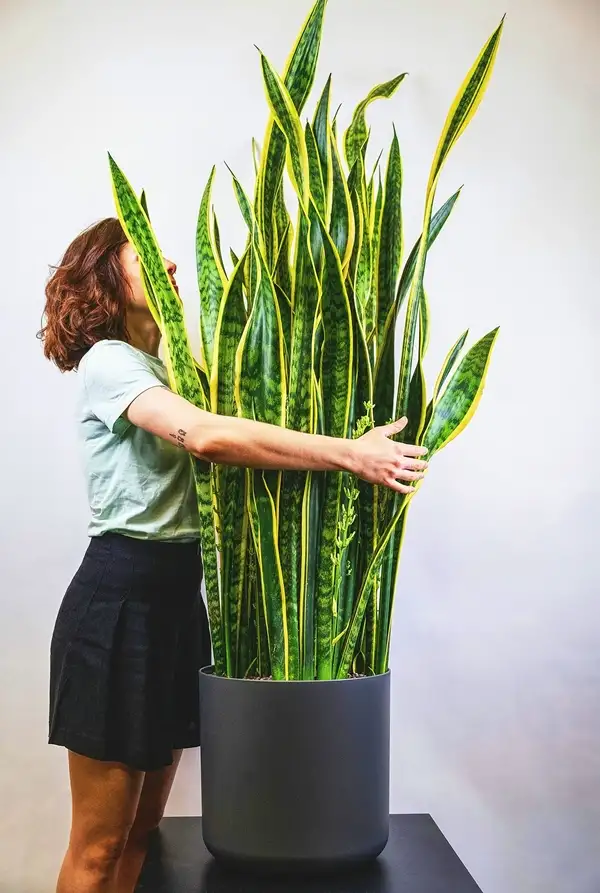 biggest snake plant