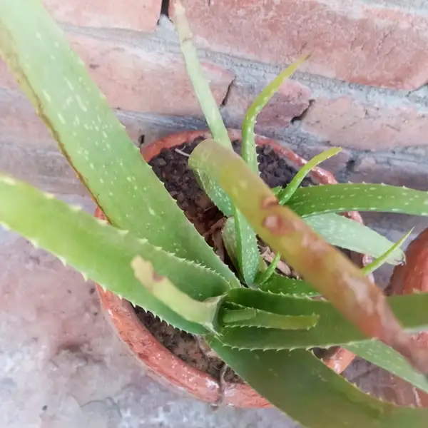 brown aloe vera leaves