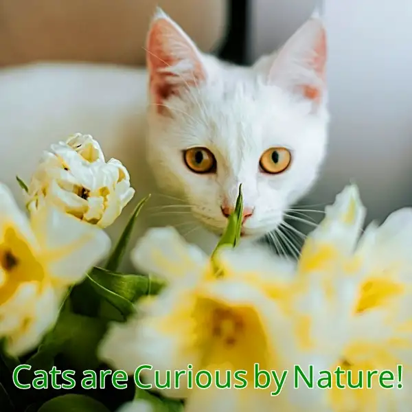 can a cat eat daffodil