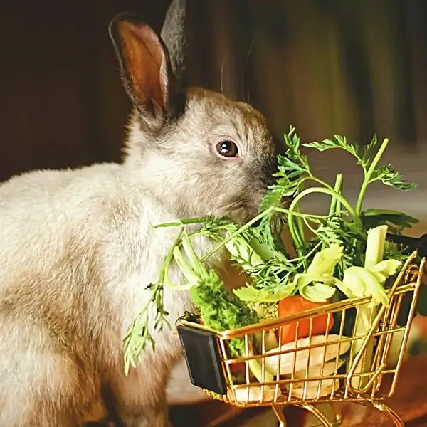 can a rabbit eat hosta plants - complete rabbit diet guide
