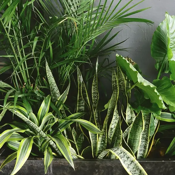 can a snake plant live outdoors