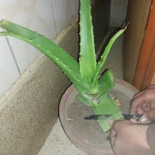 can aloe vera gel expire