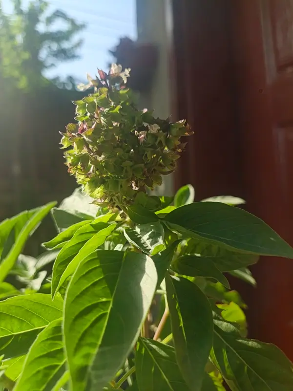 protecting basil leaves for intense sunlight heat