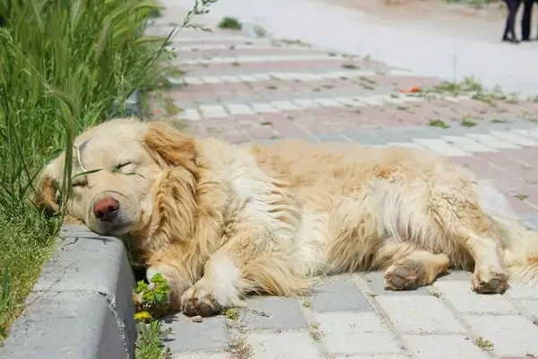 can spider plants make dogs sick