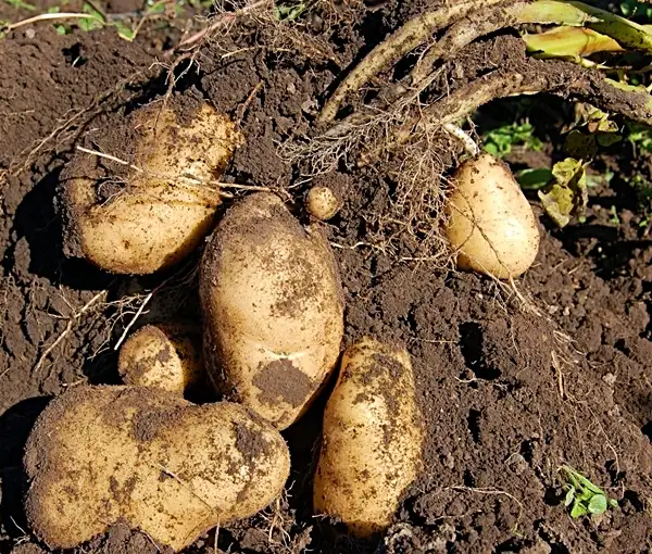 can you plant potatoes in the fall