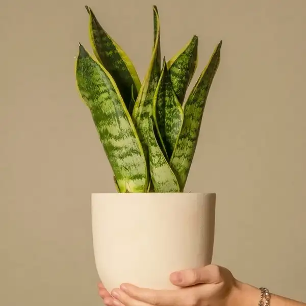 care for a snake plant