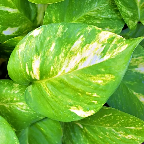 care for pothos plants