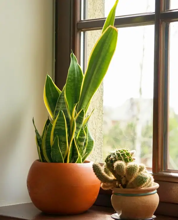 care for snake plant