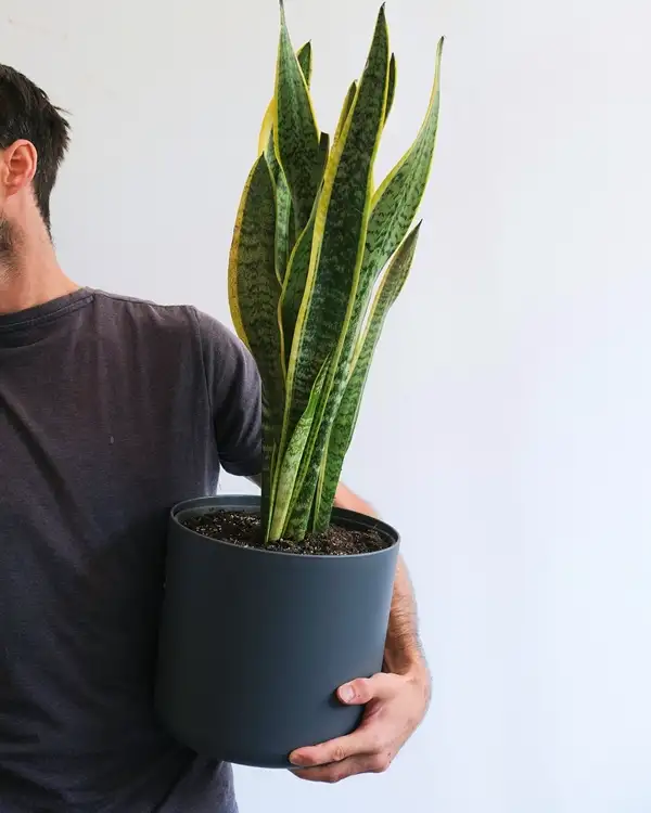 care for snake plant