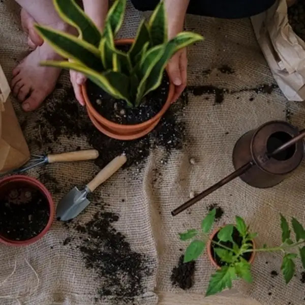 care for snake plants indoors