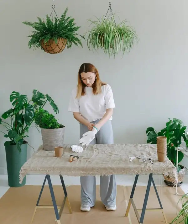 care for spider plant indoors and hanging on wall