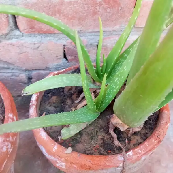 caring for an aloe vera plant