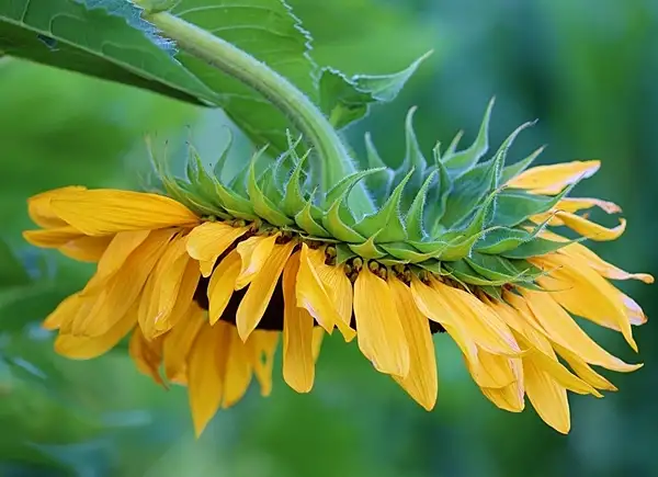 caring for sunflower indoors