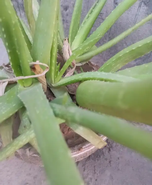 cat and aloe vera plant