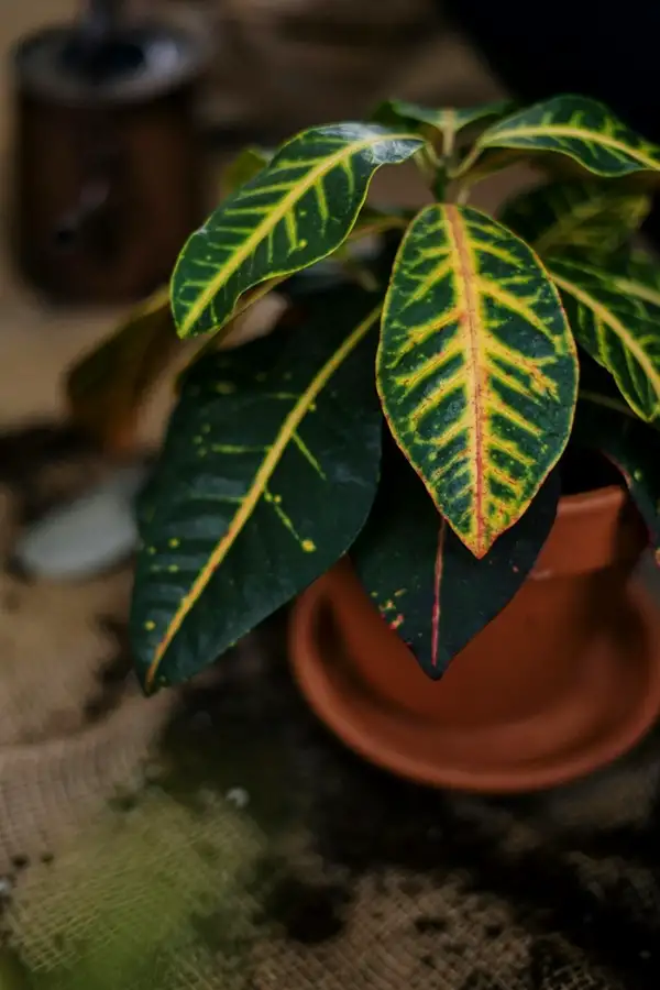 common challenges in growing tall croton plants