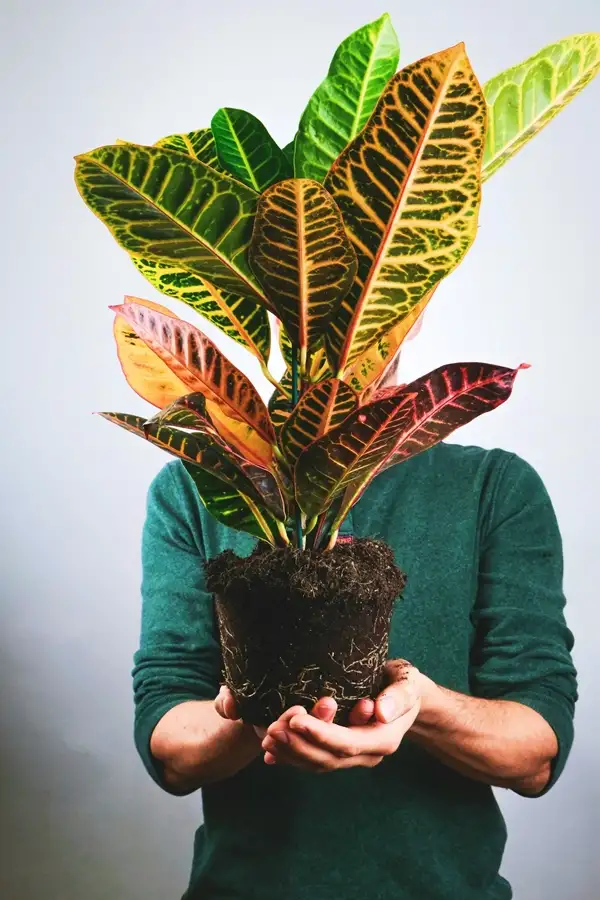 common mistakes in croton plant propagation