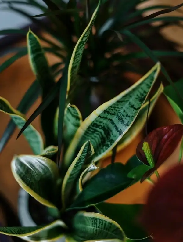 common problems in snake plant propagation