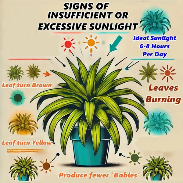 common signs of insufficient or excessive sun exposure in spider plants