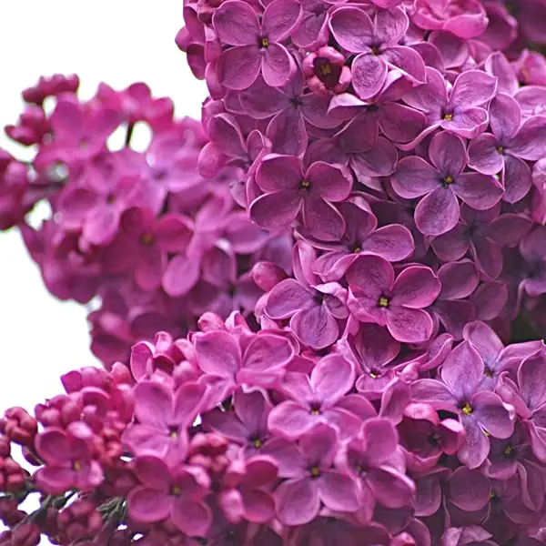 complete and easy beginners guide to lilacs care