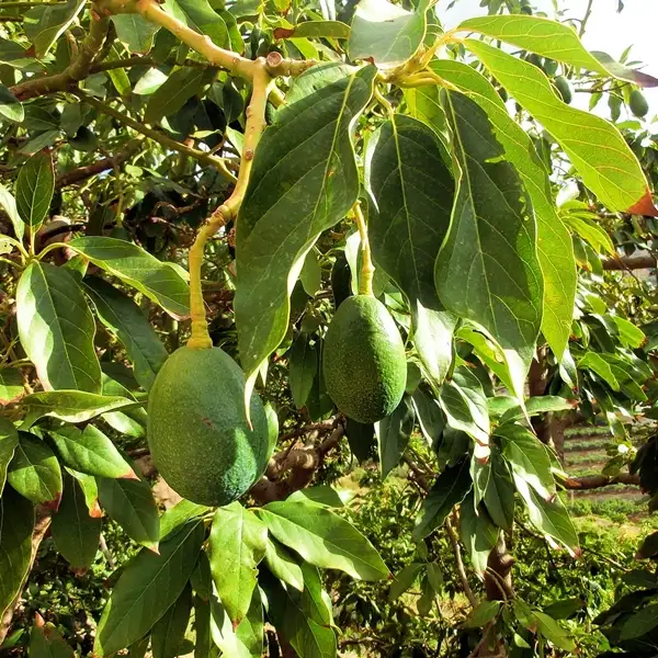 complete avocado care guide - grow avocado plants in outdoors