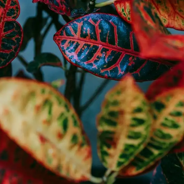 croton leaves after trimming