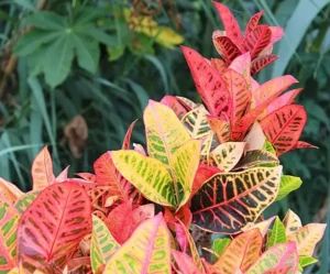 croton plant care