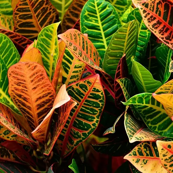 croton plant colorful leaves in a beautiful indoor garden