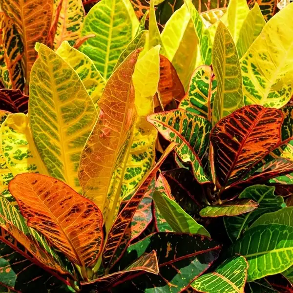 croton plant leaf