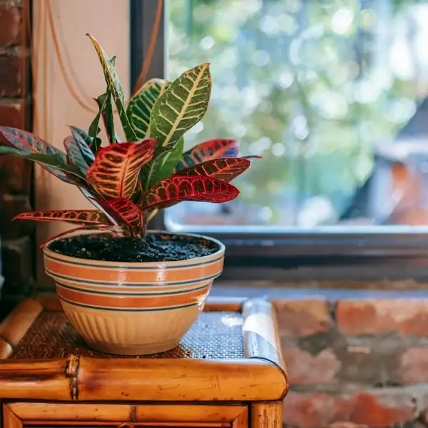 croton plant near window indoor