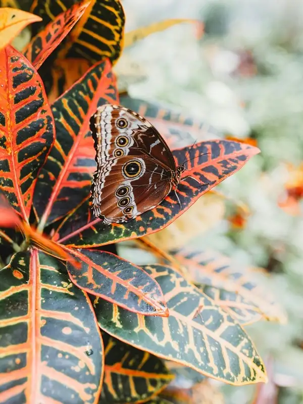 croton plant toxicity