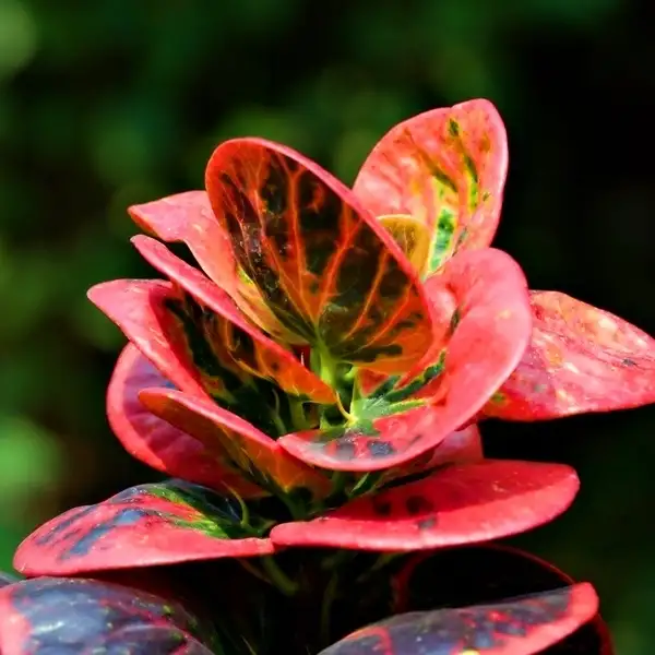 croton plants in light