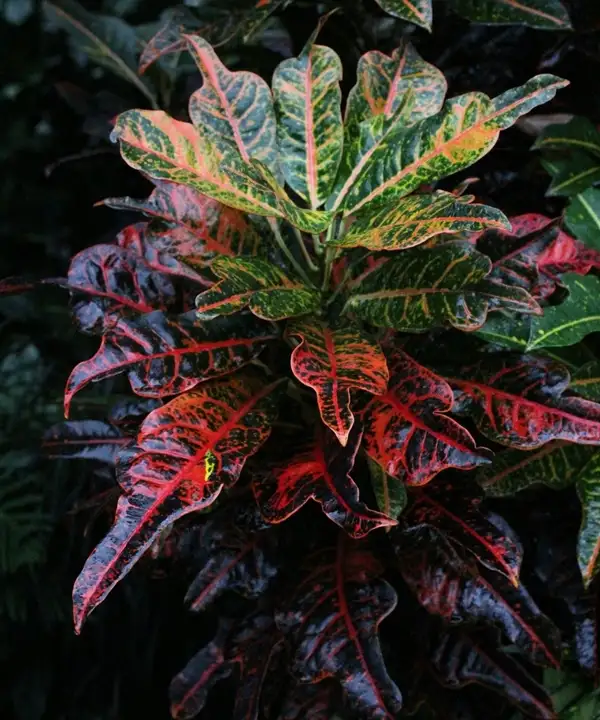 croton plants indoors or outdoors