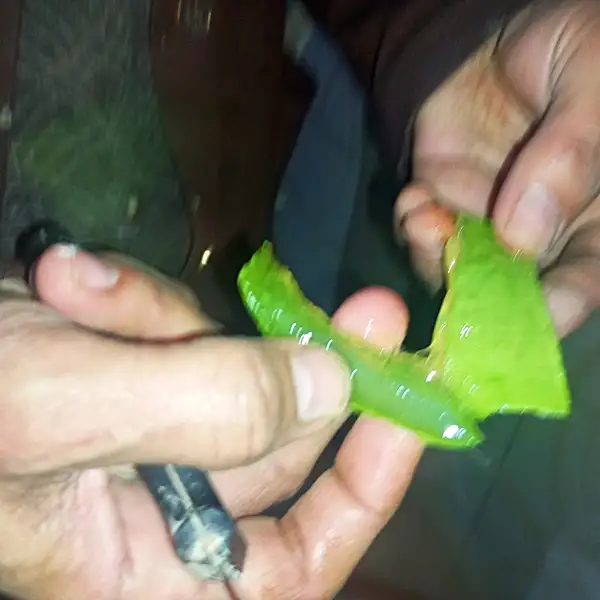 cutting aloe vera leaves to get gel from inside