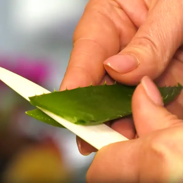 cutting aloe vera plant to extract aloe vera gel to eat