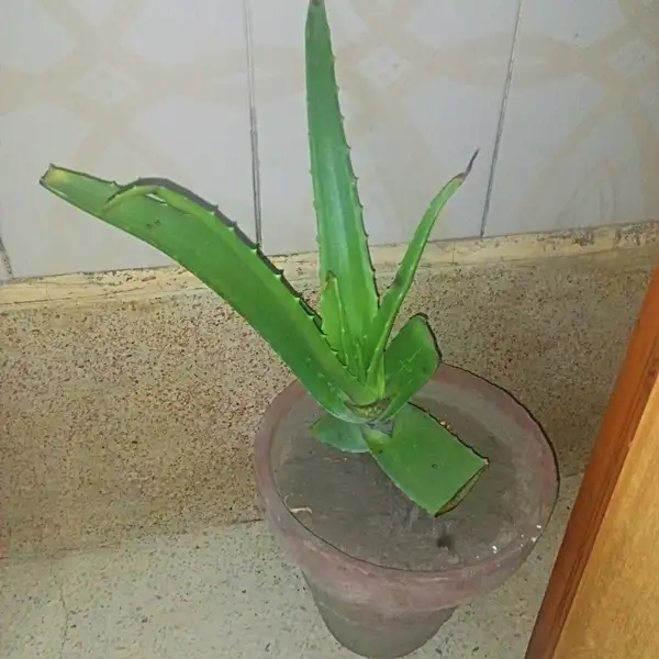 cutting aloe vera to get gel