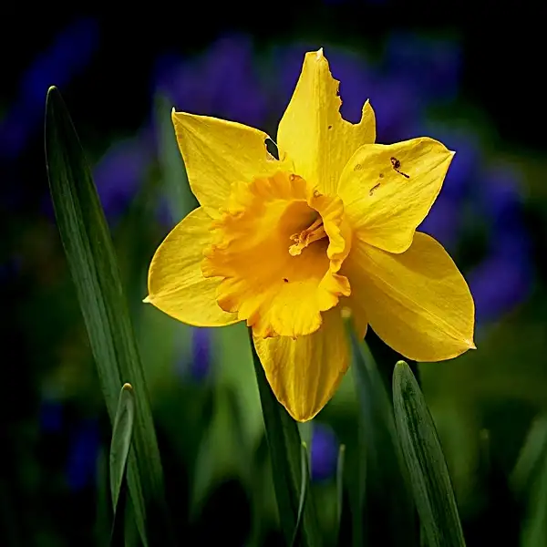 daffodil flower and dogs