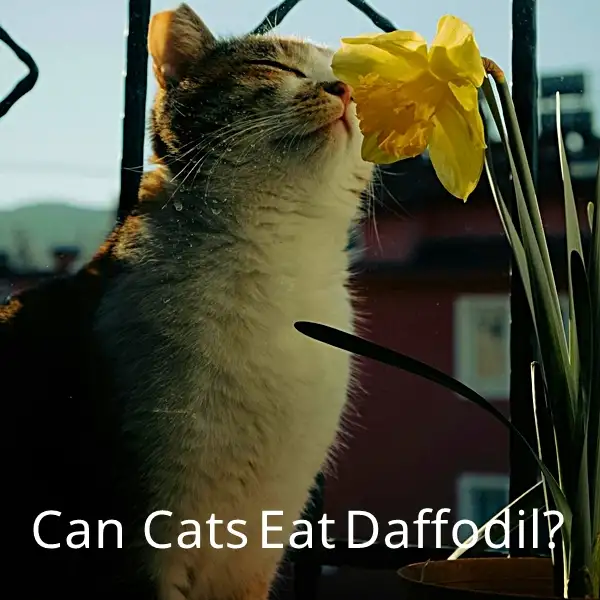 daffodils and cats