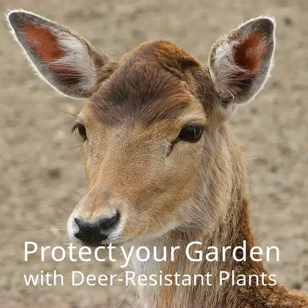 daffodils and deer - deer resistant flowers and plants for your garden