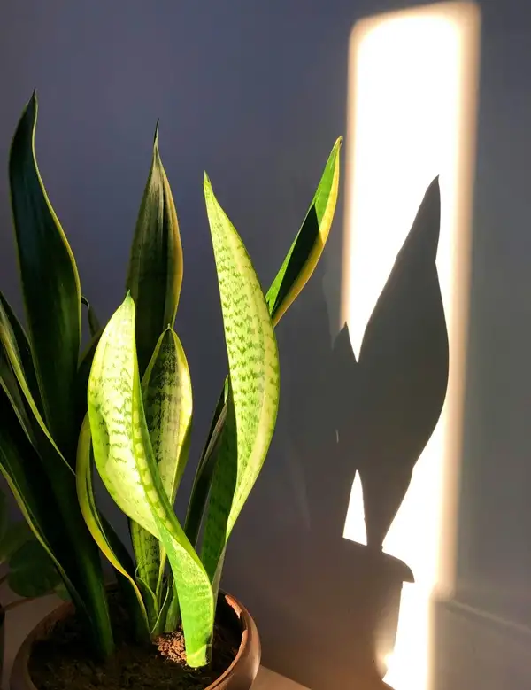 do a snake plant need light