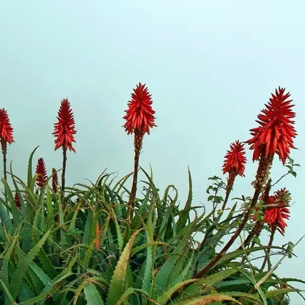 do aloe vera plants bloom