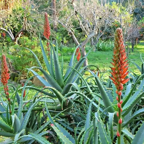 do aloe vera plants flower